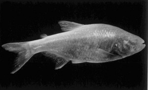Photograph of live paratype from Hubbs, C. L. and W. T. Innes. 1936. The first known blind fish of the family Characidae: a new genus from Mexico. Occasional Papers of the Museum of Zoology University of Michigan No. 342: 1-7, Pl. 1. 