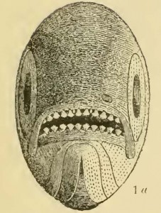 Iguanodectes dentition