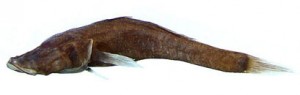 From: Sparks, J. S. and P. Chakrabarty. 2012. Revision of the endemic Malagasy cavefish genus Typhleotris (Teleostei: Gobiiformes: Milyeringidae), with discussion of its phylogenetic placement and description of a new species. American Museum Novitates No. 3764: 1-28. 