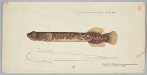 Neochanna apoda, Brown Mudfish, 1874 illustration by Frank Clarke. Courtesy: Museum of New Zealand Te Papa Tongarewa, Wellington, New Zealand.