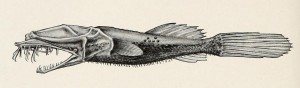 Thaumatichthys pagidostomus. From: H. M. and L. Radcliffe. 1912. Description of a new family of pediculate fishes from Celebes. [Scientific results of the Philippine cruise of the Fisheries steamer "Albatross," 1907-1910. No. 20.]. Proceedings of the United States National Museum v. 42 (no. 1917): 579-581, Pl. 72. 