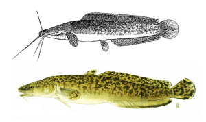It's easy to see how a 16th-century naturalist might believe these two fishes are related. Top: Clarias anguillaris (courtesy: FishBase). Bottom: Lota lota (courtesy: New York State Department of Environmental Conservation).
