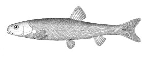 Evarra eigenmanni, type species of Evarra. From: Woolman, A. J. 1894. Report on a collection of fishes from the rivers of central and northern Mexico. Bulletin of the U. S. Fish Commission v. 14 (art. 8) (for 1894): 55-66, Pl. 2.