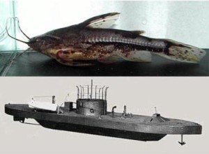 Do you see a resemblance? Top: Amblydoras monitor (courtesy scotcat.com). Bottom: a model of the USS Monitor.