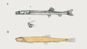 Top: Aperioptus pictorius, reproduced from Richardson (1848). Bottom: specimen collected from Way Ketimbung, Lampung Province, Sumatra, 30 July 2006. Courtesy: L. M. Page.