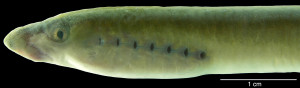 Lethenteron reissneri (Dybowski 1869) ANSP 185410 (live), SL ca. 140 mm. MON 06-06, Barh River (Onon-Amur Dr.). Photo by Mark Sabaj Pérez, The Academy of Natural Sciences.