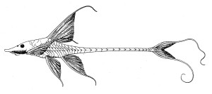 Sturisoma festivum, from: Myers, G. S. 1942. Studies on South American fresh-water fishes. I. Stanford Ichthyological Bulletin v. 2 (no. 4): 89-114. 