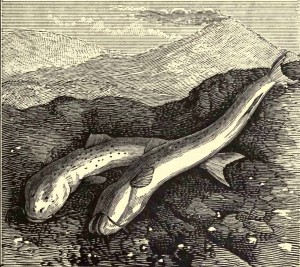 Artist’s rendering of Astroblepus cyclopus, ejected from a volcano. From: Pouchet, F.A. 1883. The Universe; or, The Wonders of Creation. 7th ed. Portland, Me.: H. Hallett and Company.