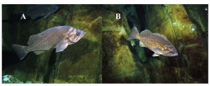 Photographs of live (A) Sebastes diaconus and (B) S. mystinus in the Oregon Coast Aquarium, Newport, Oregon, USA. From Frable et al. 2015.
