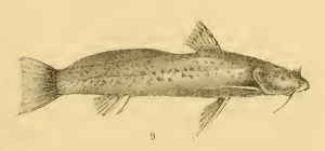 Astroblepus simonsii. From: Regan, C. T. 1904. A monograph of the fishes of the family Loricariidae. Transactions of the Zoological Society of London v. 17 (pt 3, no. 1): 191-350, Pls. 9-21. 