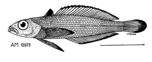 Pagothenia antarctica (= P. phocae). From: Nichols, J. T. and F. R. La Monte. 1936. Pagothenia, a new Antarctic fish. American Museum Novitates No. 839: 1-4. 