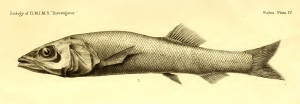 Narcetes erimelas. From: Alcock, W. A. 1892. Illustrations of the Zoology of H.M. Indian Marine Surveying Steamer Investigator. Part I. Fishes. Calcutta: Superintendent of Government Printing.