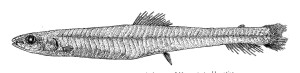 Bathylagichthys problematicus. From: Lloris, D. and J. A. Rucabado. 1985. A new species of Nansenia (N. problematica) (Salmoniformes: Bathylagidae) from the southeast Atlantic. Copeia 1985 (no. 1): 141-145. 