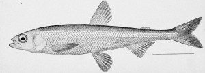 Image: Hypomesus olidus. From: McDonald, M. 1894. Report on the Salmon Fisheries of Alaska. Bulletin of the United States Fish Commission, vol. 12, 1892.