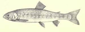 Salvelinus inframundus. From: Regan, C. T. 1911. The freshwater fishes of the British Isles. London: Methuen & Co. Ltd.