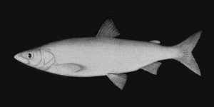 Coregonus johannae. From: Koelz, W. 1929. Coregonid fishes of the Great Lakes. U. S. Department of Commerce. Bureau of Fisheries Document No. 1048: 297-643.