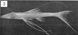 Bathypterois oddi. From: Sulak, K. J. 1977. The systematics and biology of Bathypterois (Pisces, Chlorophthalmidae) with a revised classification of benthic myctophiform fishes. Galathea Report v. 14: 49-108, Pls. 1-7. 