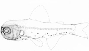 Diaphus minax. From: Nafpaktitis, B. G. 1968. Taxonomy and distribution of the lanternfishes, genera Lobianchia and Diaphus, in the North Atlantic. Dana Report No. 73: 1-131, Pls. 1-2. 