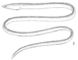 From: McCosker, J. E. and R. J. Lavenberg. 2001. Gordiichthys combibus, a new species of eastern Pacific sand-eel (Anguilliformes: Ophichthidae). Revista de Biología Tropical v. 49 (Suppl. 1): 7-12. 