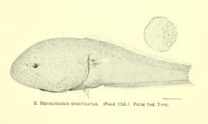 From: Gilbert, C. H. and C. L. Hubbs. 1916. Report on the Japanese macrouroid fishes collected by the United States Fisheries steamer “Albatross” in 1906, with a synopsis of the genera. Proceedings of the United States National Museum v. 51 (no. 2149): 135-214, Pls. 8-11. 