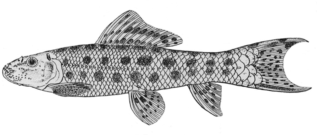 Name of the Week 2022 | The ETYFish Project