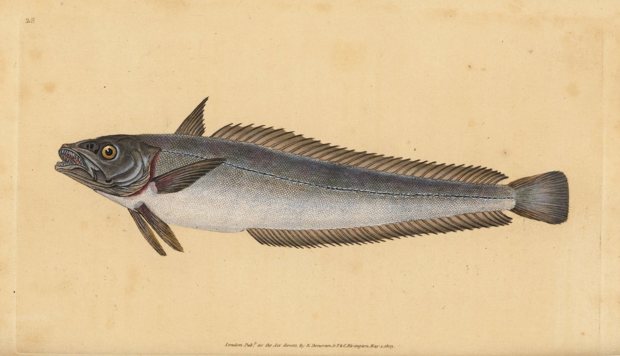 Name of the Week 2025 | The ETYFish Project